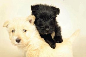 Woof I Love Dogs 宠物狗摄影 狗狗可爱照片参考素材