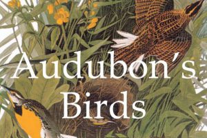 奥杜邦鸟类插图 Audubon’s Birds – John James Audubon PDF下载