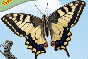 DK的 See How They Grow系列14本免费下载（初级science绘本）