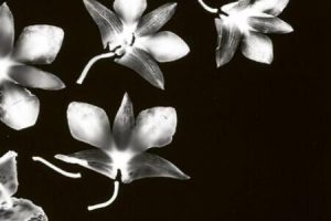 Trowbridge photography 国外室内装饰艺术摄影目录