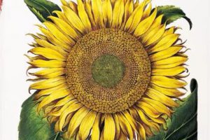 Basilius Besler’s Florilegium The book of Plants植物图谱标本 PDF下载