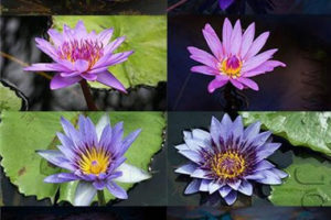 【50 P】高清水生植物荷花睡莲菡萏植物摄影图片图库素材