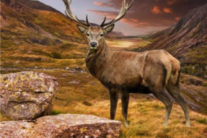 高清动物户外野生动物 鹿角 麋鹿摄影高清写真图片素材