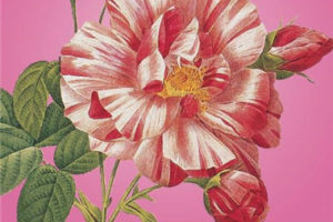 Roses 复古玫瑰花卉插图艺术画册