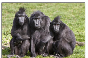 Pnoto Zoo By Neil Mcshane  野生动物摄影