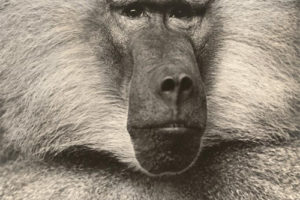 Bassenge Photography Auction117 摄影师作品拍卖图片大全