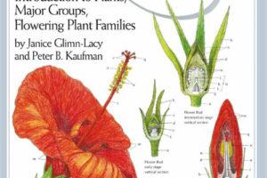 Botany Illustrated: Introduction to Plants, Major 植物学画报