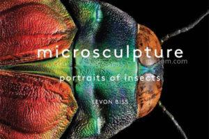 Microsculpture: Portraits of Insect 昆虫的肖像摄影作品集