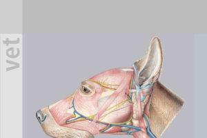 ANATOMY OF THE DOG狗的解剖学PDF电子书下载 第五版